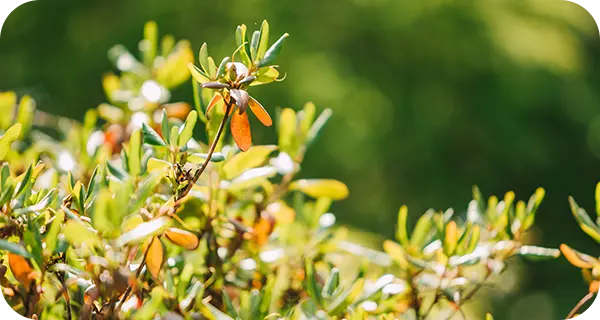 植栽や移植
