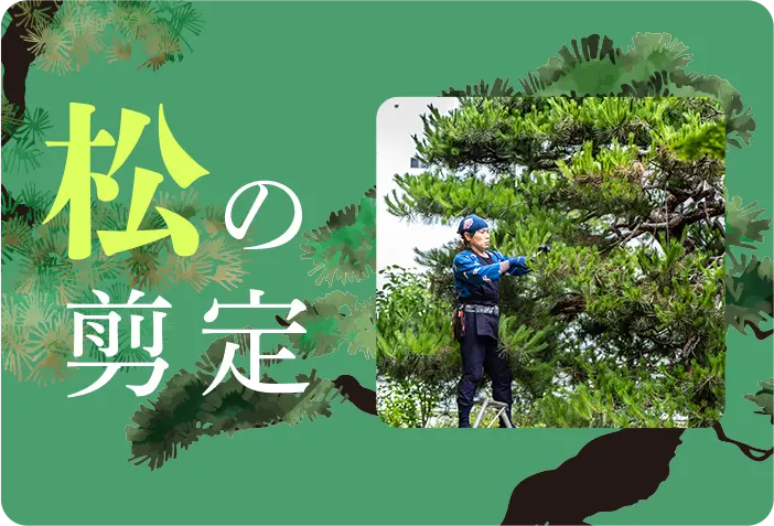 松の剪定 アイコン