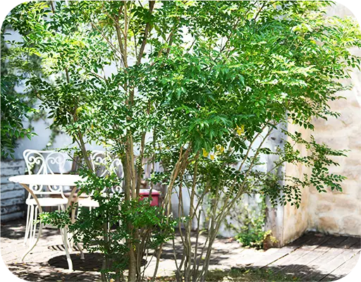 植栽・移植