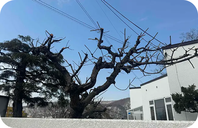 梅の剪定 After