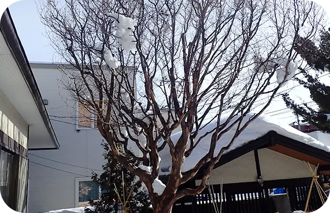 ナツツバキ Before