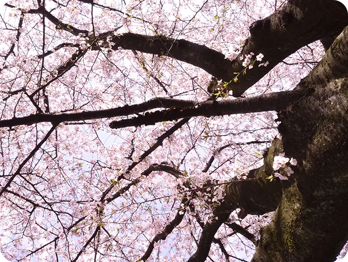 桜の剪定