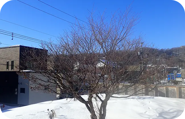 チシマザクラ Before