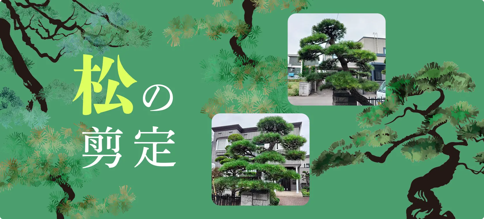 松の剪定
