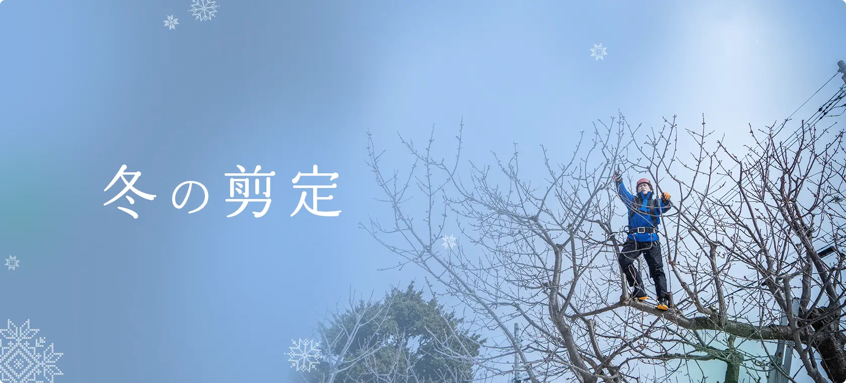 冬の剪定