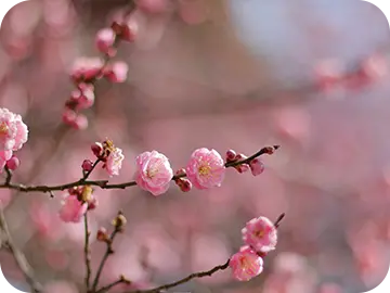 冬の剪定