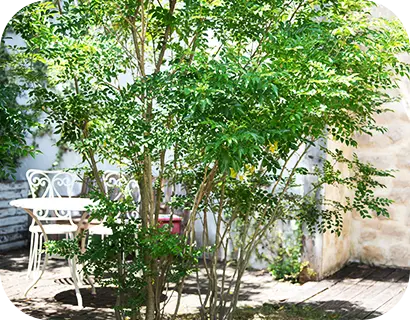 植栽・移植