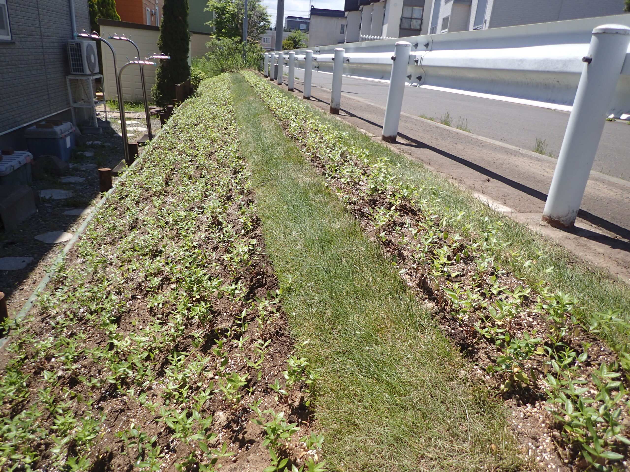 グランドカバー（ビンカミノール）植栽。